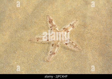 Spiny starfish (Marthasterias glacialis), starfish with a small central disc and five slender, tapering arms with spines Stock Photo