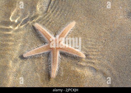 Spiny starfish (Marthasterias glacialis), starfish with a small central disc and five slender, tapering arms with spines Stock Photo