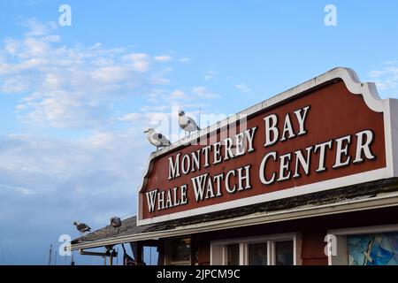 Seagulls stand on Whale Watch Center sign in Monterey's fisherman's wharf. Stock Photo