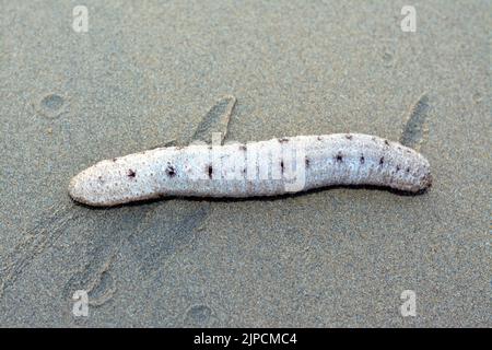 Sea cucumber on the shallow sea floor on the beach,  echinoderms from the class Holothuroidea,  marine animals with a leathery skin and an elongated b Stock Photo