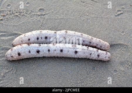 Sea cucumbers on the shallow sea floor on the beach,  echinoderms from the class Holothuroidea,  marine animals with a leathery skin and an elongated Stock Photo