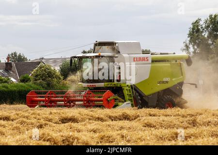 Claas Lexion 8900 The world's biggest harvester in Tarleton, Lancashire.  UK Weather. August 2022. Claus Combine Harvester contractor in demand in rural Lancashire as rain is forecast within the next 24 hours.  It takes around 2 months for barley to grow large enough to harvest and have the largest yield of grains. When the stalks turn completely golden yellow, the moisture levels in the barley are lower and they are easier to cut down.  There is an old adage when growing barley.  'When it looks ready to harvest - wait a month.' Stock Photo