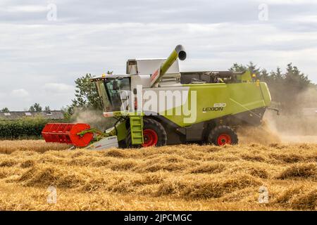 Claas Lexion 8900 The world's biggest harvester in Tarleton, Lancashire.  UK Weather. August 2022. Claus Combine Harvester contractor in demand in rural Lancashire as rain is forecast within the next 24 hours.  It takes around 2 months for barley to grow large enough to harvest and have the largest yield of grains. When the stalks turn completely golden yellow, the moisture levels in the barley are lower and they are easier to cut down.  There is an old adage when growing barley.  'When it looks ready to harvest - wait a month.' Stock Photo