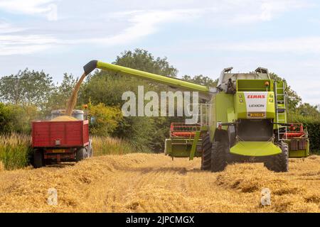 Claas Lexion 8900 The world's biggest harvester in Tarleton, Lancashire.  UK Weather. August 2022. Claus Combine Harvester contractor in demand in rural Lancashire as rain is forecast within the next 24 hours.  It takes around 2 months for barley to grow large enough to harvest and have the largest yield of grains. When the stalks turn completely golden yellow, the moisture levels in the barley are lower and they are easier to cut down.  There is an old adage when growing barley.  'When it looks ready to harvest - wait a month.' Stock Photo