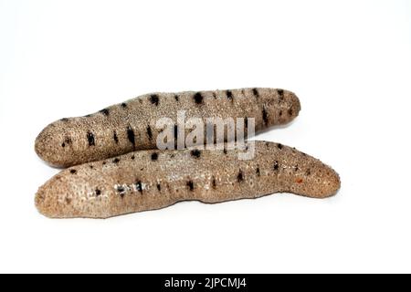 Sea cucumbers isolated on white background,  echinoderms from the class Holothuroidea,  marine animals with a leathery skin and an elongated body, the Stock Photo