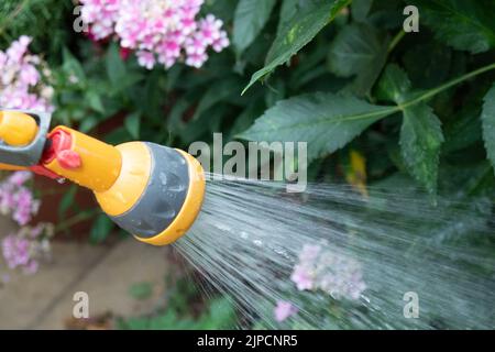 Burnham, Buckinghamshire, UK. 16th August, 2022. A gardener waters flowers with a hose. Thames Water have declared a drought in the Thames Valley and a hose pipe ban is expected in the near future. Credit: Maureen McLean/Alamy Live News Stock Photo