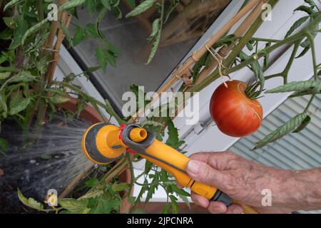 Burnham, Buckinghamshire, UK. 16th August, 2022. A gardener waters home grown tomatoes with a hose. Thames Water have declared a drought in the Thames Valley and a hose pipe ban is expected in the near future. Credit: Maureen McLean/Alamy Live News Stock Photo