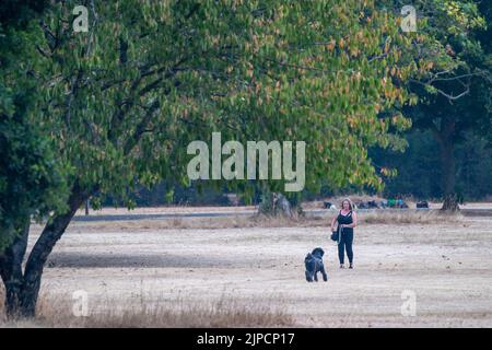 Burnham, Buckinghamshire, UK. 16th August, 2022. A lady throws a ball for her dog in Burnham Park across parched grass. Credit: Maureen McLean/Alamy Live News Stock Photo