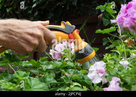 Burnham, Buckinghamshire, UK. 16th August, 2022. A gardener waters flowers with a hose. Thames Water have declared a drought in the Thames Valley and a hose pipe ban is expected in the near future. Credit: Maureen McLean/Alamy Live News Stock Photo