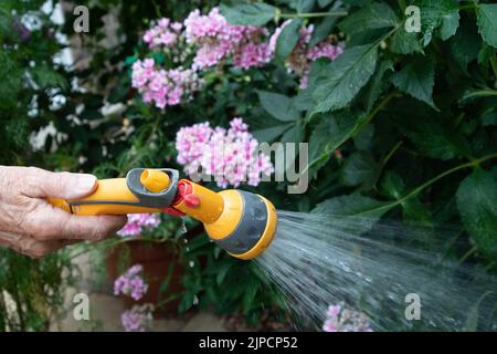 Burnham, Buckinghamshire, UK. 16th August, 2022. A gardener waters flowers with a hose. Thames Water have declared a drought in the Thames Valley and a hose pipe ban is expected in the near future. Credit: Maureen McLean/Alamy Live News Stock Photo