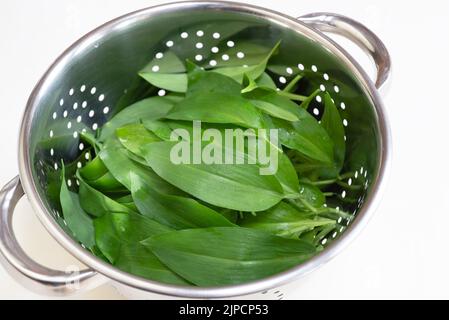 Wild garlic (ramsons) freshly picked for use in cooking. Stock Photo