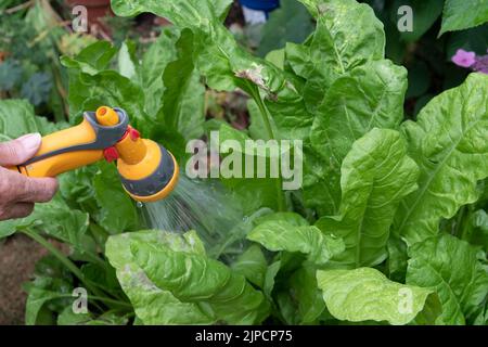 Burnham, Buckinghamshire, UK. 16th August, 2022. A gardener waters chard with a hose. Thames Water have declared a drought in the Thames Valley and a hose pipe ban is expected in the near future. Credit: Maureen McLean/Alamy Live News Stock Photo