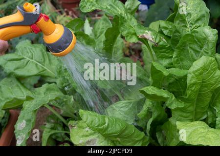 Burnham, Buckinghamshire, UK. 16th August, 2022. A gardener waters chard with a hose. Thames Water have declared a drought in the Thames Valley and a hose pipe ban is expected in the near future. Credit: Maureen McLean/Alamy Live News Stock Photo