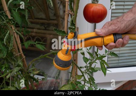 Burnham, Buckinghamshire, UK. 16th August, 2022. A gardener waters home grown tomatoes with a hose. Thames Water have declared a drought in the Thames Valley and a hose pipe ban is expected in the near future. Credit: Maureen McLean/Alamy Live News Stock Photo