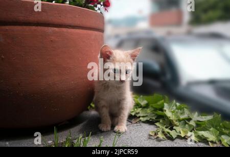 Portrait of cute baby kitten sitting next to a clay pot in the garden of her house with unfocused background during a sunny day Stock Photo