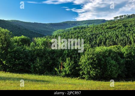 Summer green mixed forest with beautiful blue sky and white clouds, late afternoon before sunset Natural background, wallpaper. Horna Suca, Slovakia Stock Photo
