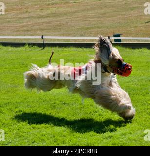 One Afghan hound racing dog participating in a competition Stock Photo