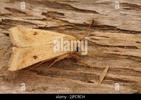 Detailed closeup on the Cotton Bollworm Moth, Helicoverpa armigera, sitting on wood Stock Photo