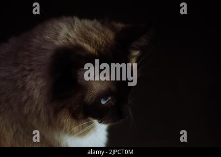 Ragdoll cat looking for a prey in the pitch black under the bed Stock Photo