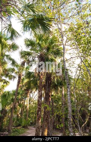 A vertical shot of Kissimmee Prairie Preserve State Park surrounded by growing trees and bushes Stock Photo