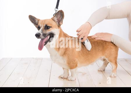 Welsh corgi pembroke stands still while its hair is being cut. Stock Photo