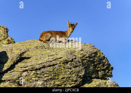 Little Hispanic goat resting on top of a large rock on a sunny day in the Sierra de Guadarrama, Spain Stock Photo