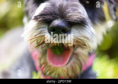 Puppy Zwergschnauzer with open mouth and pink tongue. A dog's muzzle close up on a green background. A service, hunting guarding dogs breed Canine ani Stock Photo