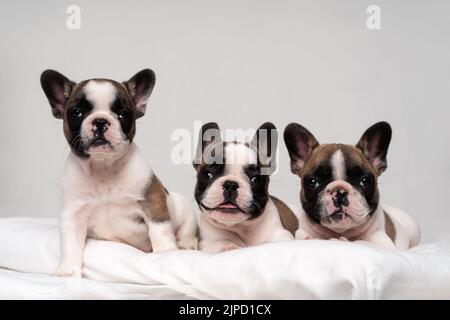 Three cute smiling french bulldog puppies are sitting on a bed on a white plaid. Family portrait of cute puppies. Stock Photo