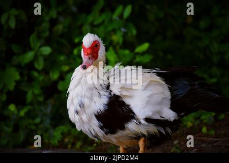 Muscovy duck is standing in the park Stock Photo