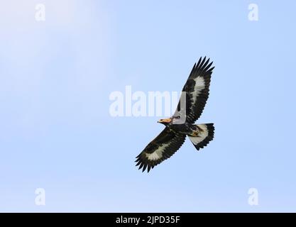 Young Golden eagle, flying under blue sky Stock Photo