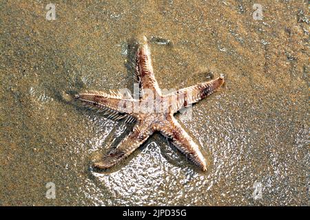 Spiny starfish (Marthasterias glacialis), starfish with a small central disc and five slender, tapering arms with spines Stock Photo