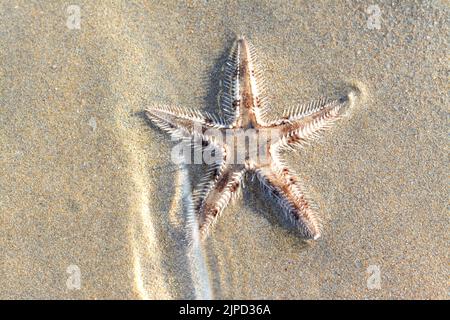 Spiny starfish (Marthasterias glacialis), starfish with a small central disc and five slender, tapering arms with spines Stock Photo