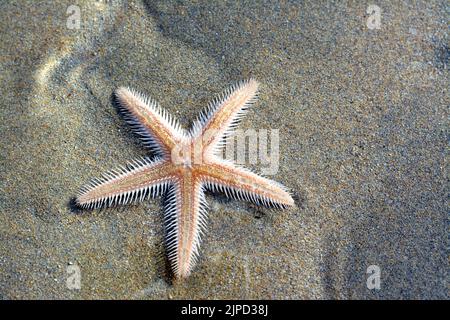 Spiny starfish (Marthasterias glacialis), starfish with a small central disc and five slender, tapering arms with spines Stock Photo