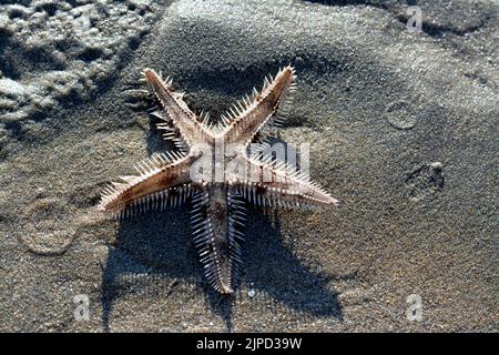 Spiny starfish (Marthasterias glacialis), starfish with a small central disc and five slender, tapering arms. Each arm has three longitudinal rows of Stock Photo