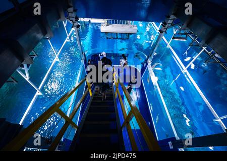 High angle view of people walking down the stairs to the fish feeding platform in the Underwater Zoo at the Dubai Aquarium in Dubai, UAE Stock Photo