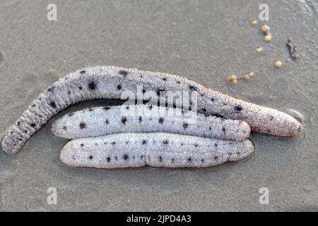 Sea cucumbers on the shallow sea floor on the beach,  echinoderms from the class Holothuroidea,  marine animals with a leathery skin and an elongated Stock Photo