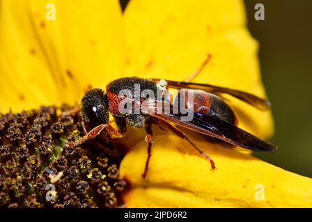 red and black mason wasp