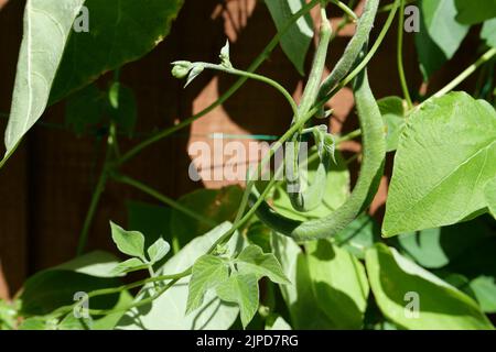 Close up of runner beans growing on the vine in an English back garden in summer. Stock Photo
