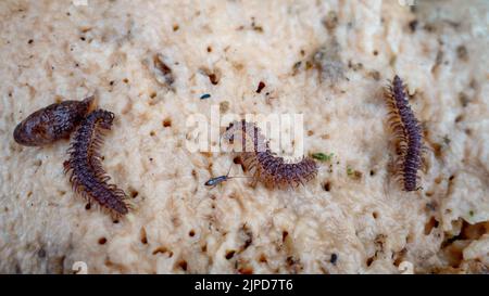 Various bugs including three millipedes on the underside of a bracket fungus detatched from a felled tree, UK Stock Photo