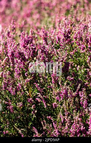 Calluna vulgaris 'Red Pimpernel', Evergreen, Common Heather, Calluna Heather Stock Photo