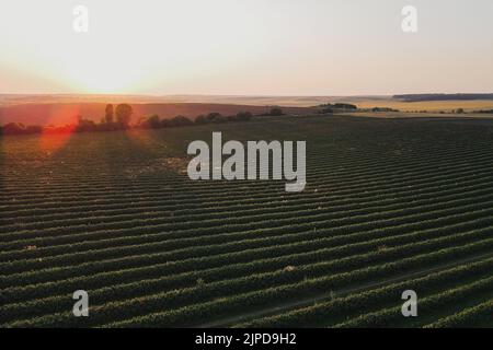 Aerial shot of a scenic sunset over horizon with beautiful fields Stock Photo