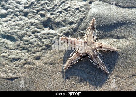 Spiny starfish (Marthasterias glacialis), starfish with a small central disc and five slender, tapering arms with spines Stock Photo