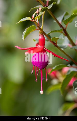 The beautiful cerise pink and mauve flower head of a Fuchsia plant Stock Photo