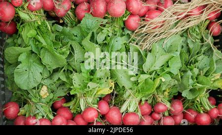 Fresh radish harvest vegetables on the market shop Raphanus raphanistrum sprout grows ground bio farmer farming agricultural farm ecology garden Stock Photo