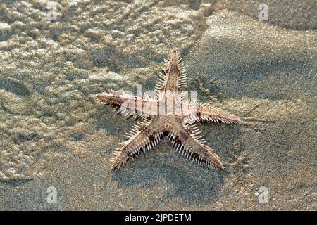 Spiny starfish (Marthasterias glacialis), starfish with a small central disc and five slender, tapering arms with spines Stock Photo