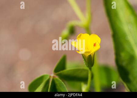 A tiny red spider sitting on a tiny yellow flower Stock Photo