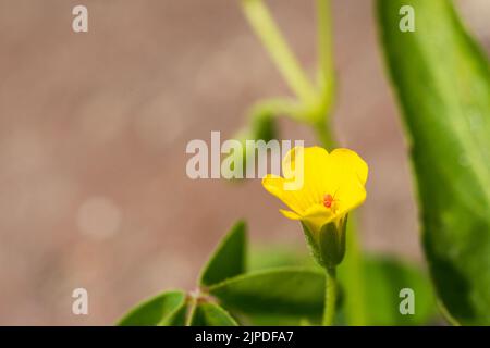 A tiny red spider sitting on a tiny yellow flower Stock Photo