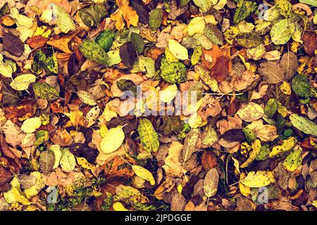 Bright saturated autumn background with fallen multi-colored leaves. Stock Photo