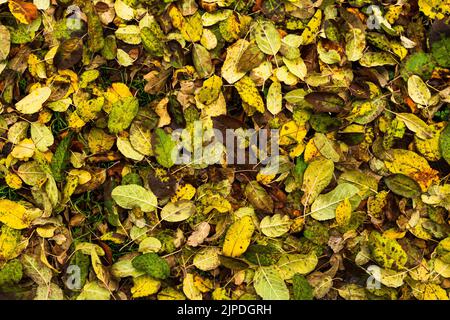 Bright saturated autumn background with fallen multi-colored leaves. Stock Photo