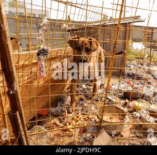 Pet Adoption. Homeless Dog In Animal Shelter In Poor Living Conditions Stock Photo